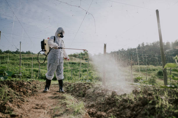 Best Mosquito Control Services  in Copperopolis, CA