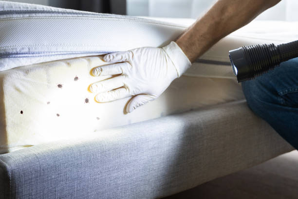 Best Local Pest Control Services  in Copperopolis, CA