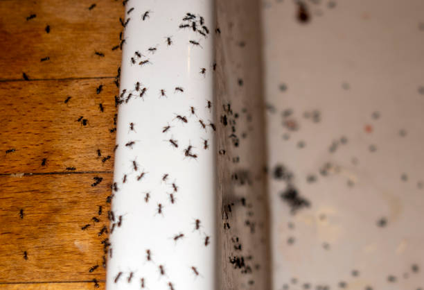 Best Best Pest Control Companies  in Copperopolis, CA
