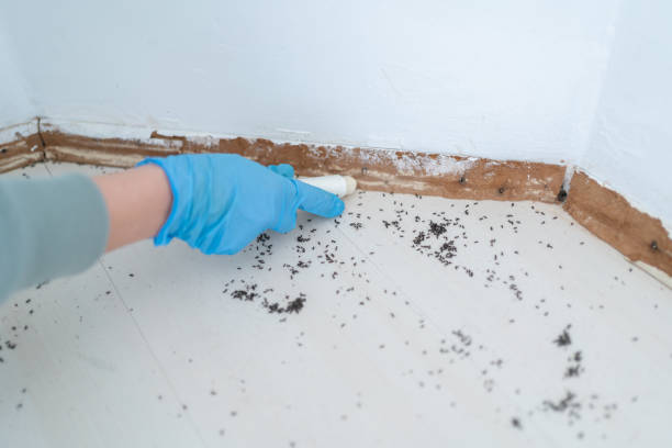 Best Pest Prevention Services  in Copperopolis, CA