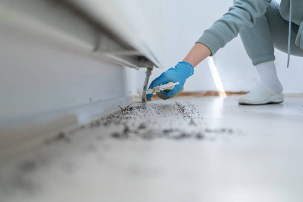 Reliable Copperopolis, CA Pest Control Solutions